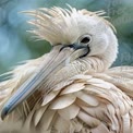 Elegant Pelican Portrait with Textured Feathers and Soft Background