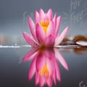 Serene Pink Lotus Flower with Reflection on Tranquil Water Surface