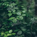 Fresh Green Leaves with Raindrops in Lush Forest Background