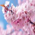 Beautiful Cherry Blossom Branch in Full Bloom Against a Clear Blue Sky