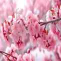 Beautiful Cherry Blossom Branch in Full Bloom - Spring Floral Background