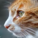 Close-Up of a Ginger Cat's Face with Striking Green Eyes