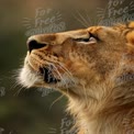 Majestic Lion Profile Against Soft Focus Background