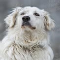 Retrato Majestoso de Cão Branco com Pelagem Macia e Olhos Expressivos