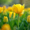 Lebendige gelbe Tulpe in Blüte: Frühling florale Schönheit