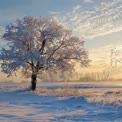 Winter Wonderland: Frost-Covered Tree at Sunrise in a Snowy Landscape