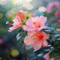 Beautiful Hibiscus Flowers with Soft Bokeh Background for Nature and Floral Themes