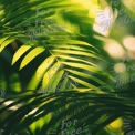 Vibrant Tropical Greenery: Lush Palm Leaves in Soft Natural Light