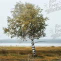 Serene Autumn Landscape with Birch Tree by Tranquil Lake