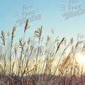 Golden Grass Silhouettes Against a Soft Sunset Sky