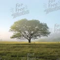 Serene Lone Tree in Misty Meadow at Sunrise