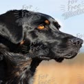 Majestic Black Dog Portrait with Intense Eyes in Natural Setting