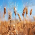 Golden Wheat Field Under Clear Blue Sky - Agriculture and Nature Background