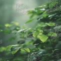 Serene Rainy Forest: Lush Green Leaves with Raindrops