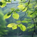 Fresh Green Leaves in Soft Natural Light - Nature Background