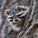 Curious Raccoon Peeking from Tree Bark - Wildlife Photography