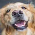 Happy Golden Retriever Close-Up: Joyful Pet Portrait for Animal Lovers