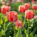 Vibrant Pink Tulips in Bloom: Spring Floral Beauty and Nature's Elegance