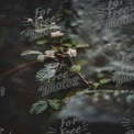 Delicate Rain-Kissed Flowers on Lush Green Vines in Nature