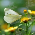 Delicate White Butterfly on Vibrant Yellow Flowers in Nature