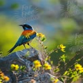 Lebendiger bunter Vogel, der auf einem Stein sitzt, umgeben von Wildblumen.