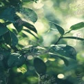 Serene Green Leaves with Soft Bokeh Background for Nature and Wellness Themes