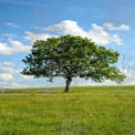 Solitary Tree in Lush Green Field Under Blue Sky