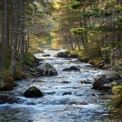 Serene Forest Stream: Tranquil Nature Landscape with Flowing Water and Lush Greenery