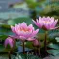 Beautiful Pink Water Lilies in Tranquil Pond Setting