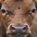 Close-Up of a Brown Cow Face in Natural Farm Setting