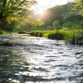 Tranquil Stream at Sunset: Nature's Serenity and Reflection