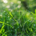 Morning Dew on Lush Green Grass: Nature's Serenity and Freshness