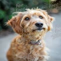 Adorable Golden Dog Portrait with Soft Focus Background