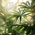 Serene Greenery: Lush Tropical Leaves in Soft Natural Light