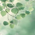 Fresh Green Leaves with Soft Bokeh Background for Nature and Wellness Themes