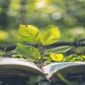 Nature's Renewal: Green Leaves Growing from an Open Book in a Lush Forest