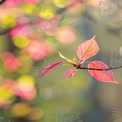 Vibrant Spring Leaves with Soft Bokeh Background - Nature's Beauty