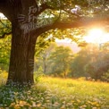 Serene Sunset in a Lush Green Meadow with Wildflowers