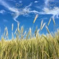 Goldenes Weizenfeld unter blauem Himmel mit wispy Wolken