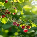 Fresh Raspberries on Branch in Sunlit Garden - Organic Farming and Healthy Eating Concept