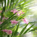 Vibrant Tropical Flora: Pink Flowers Amidst Lush Green Leaves