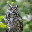 Majestic Owl with Striking Eyes in Natural Habitat