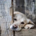 Adorable Golden Retriever Relaxing at Home: Cozy Pet Portrait