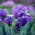 Flor de Íris Roxa Vibrante com Gotas de Orvalho em Ambiente de Jardim