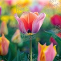 Vibrant Tulip Bloom in Colorful Garden Landscape