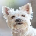 Adorable White Dog Portrait with Expressive Eyes - Perfect for Pet Lovers and Animal Care Themes