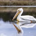 Majestic White Pelican Gliding on Serene Waters with Reflection