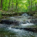 Tranquil Forest Stream: Serene Nature Landscape with Lush Greenery and Gentle Water Flow