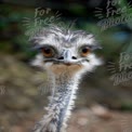 Close-Up of an Ostrich with Unique Facial Features and Expressive Eyes