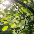 Sunlit Green Leaves in Nature: Freshness and Serenity